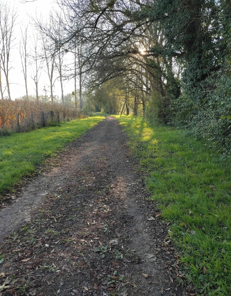 Bords de Sèvre à Chauray - Chauray