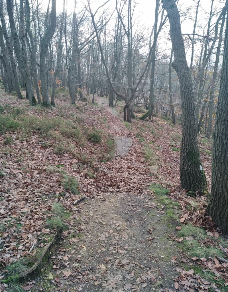 Randonnée forêt depuis Saint-Germain-de-la-Grange - Saint-Germain-de-la-Grange