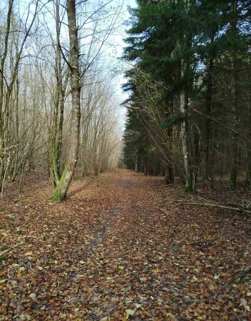 Base de loisirs - Forêt de Haye- Champigneulles - Bois-de-Haye