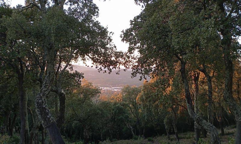 Balade en Forêt à St Barthélemy - Pignans