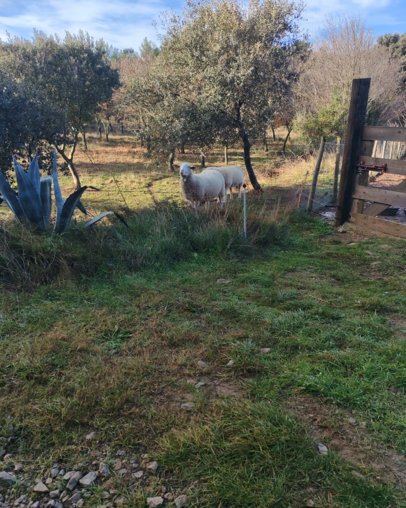 Promenade en Garrigues à Cabrières - Cabrières