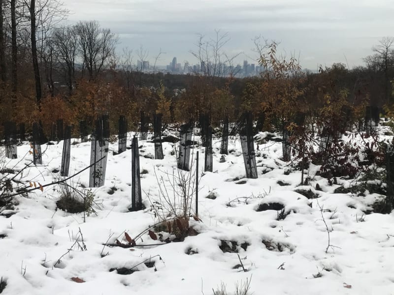 Urbanisme et nature à proximité de Boulogne Billancourt - Boulogne-Billancourt