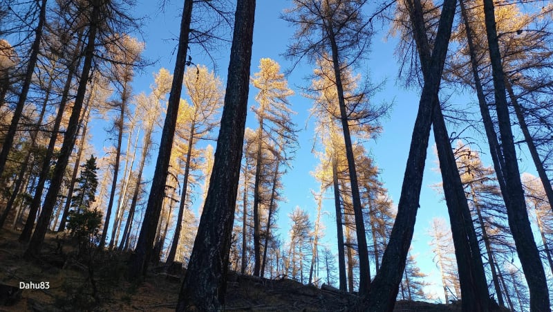 Bois de l'Autapie et Espiniers, la classique de Colmars-les-Alpes - Colmars