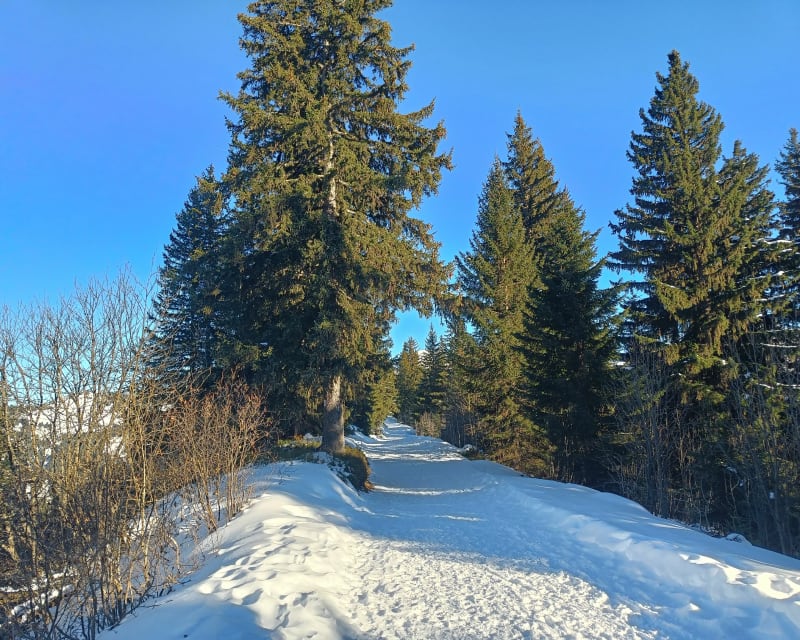 Rando raquettes autour d'Avoriaz - Morzine
