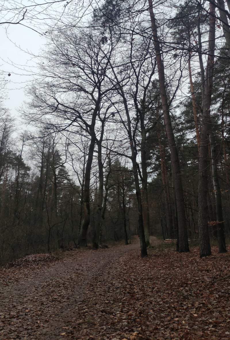 Lasek Libiąż Gromiec - Libiąż