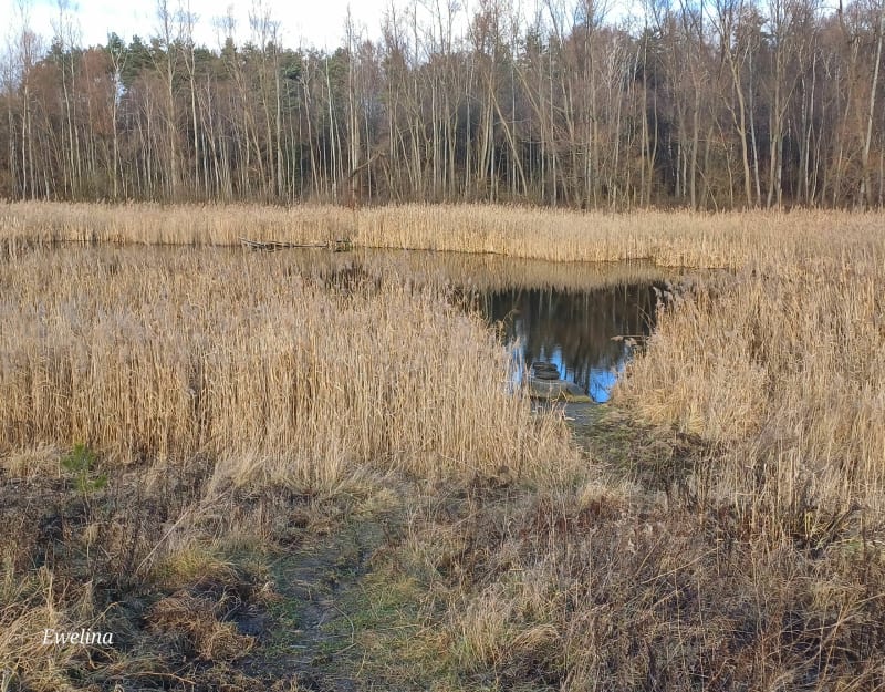 Park im. Jacka Kuronia w Sosnowcu - Sosnowiec