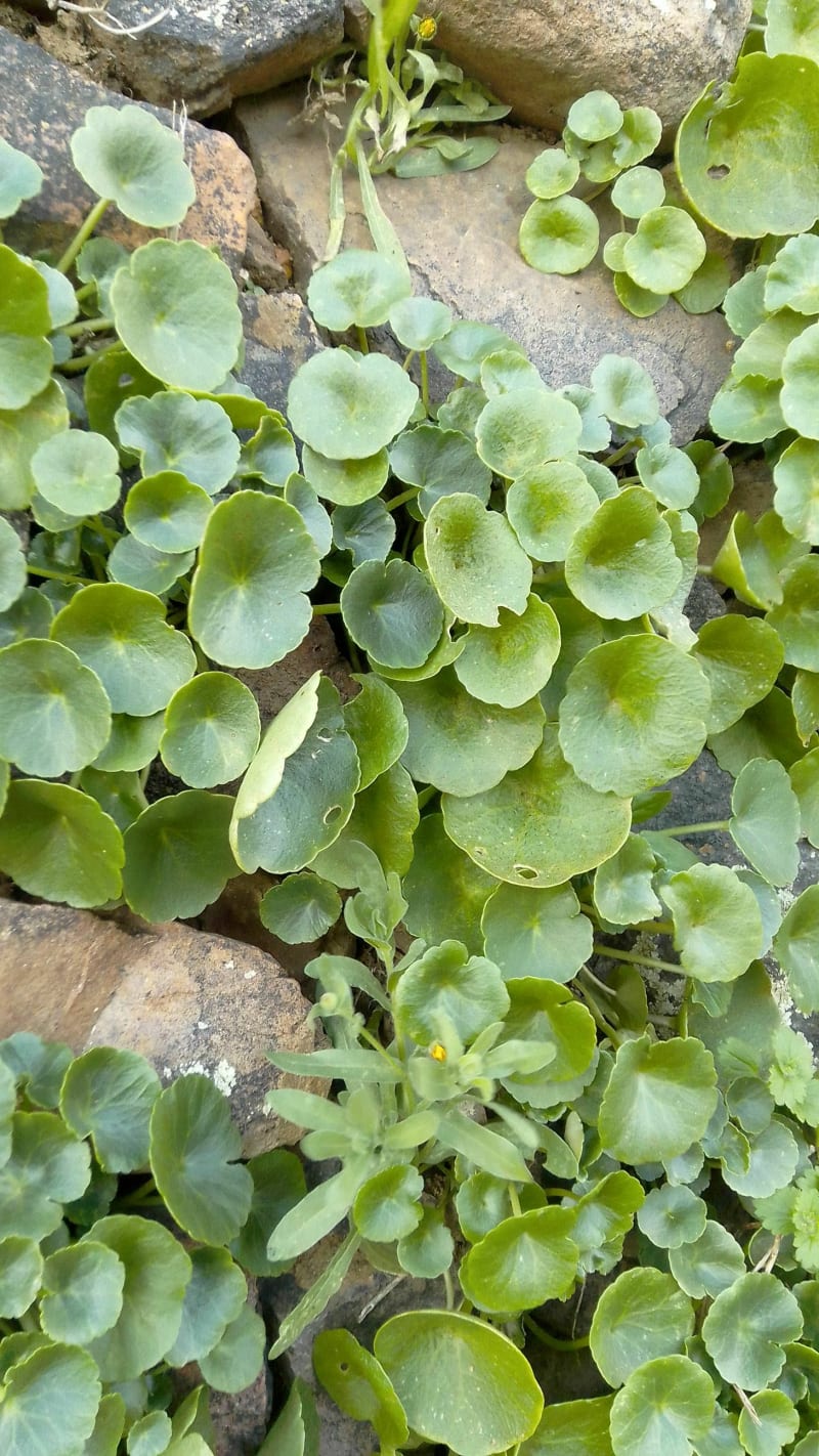Boucle Moncale - Calenzana - Moncale