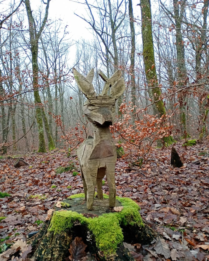 Forêt près de Cluny et observation des cerfs - La Vineuse sur Fregande