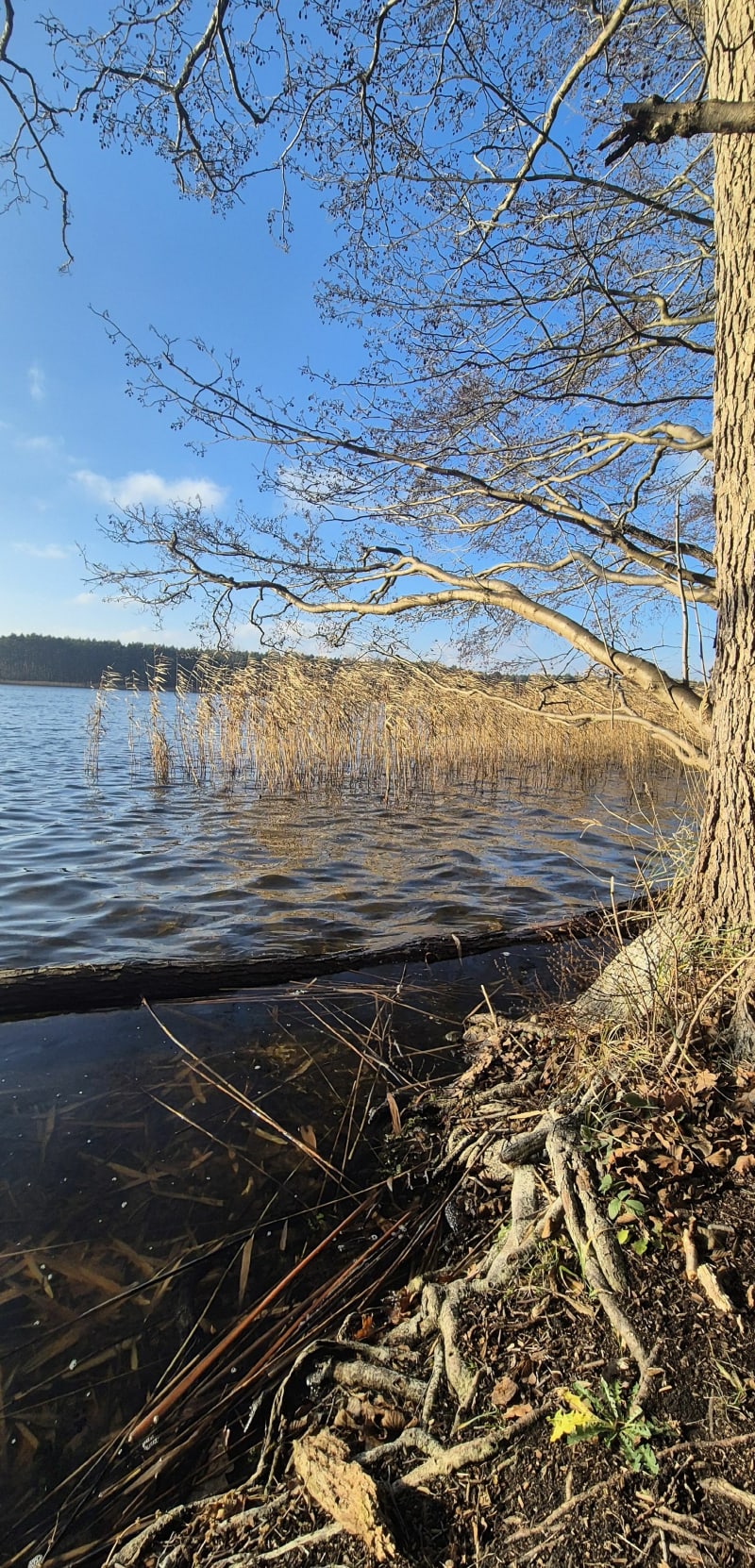 Wielkopolski Park Narodowy - jezioro Dymaczewskie - Dymaczewo Stare