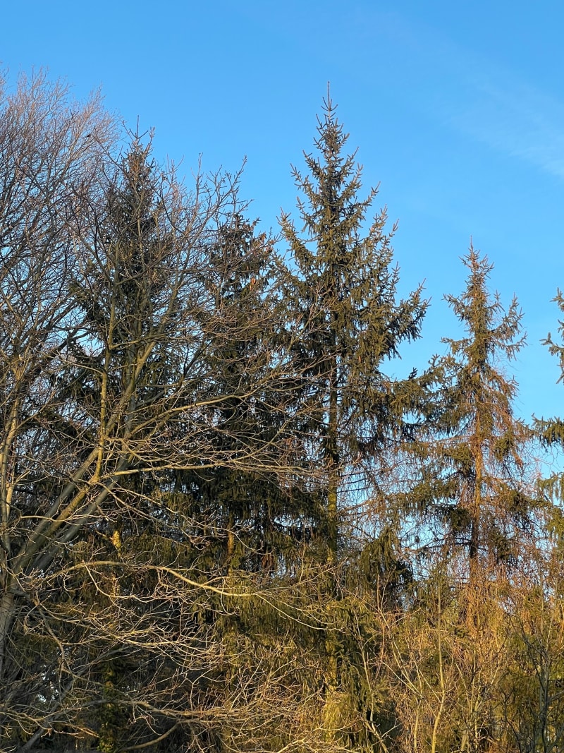 Skladowice-zalesie-ustronie - Składowice