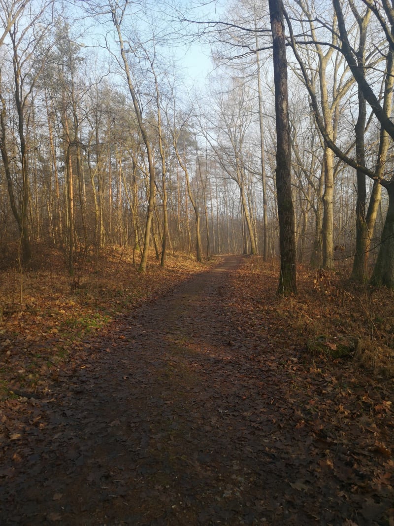 Z Damienic w Puszcze Niepolomicką - Damienice
