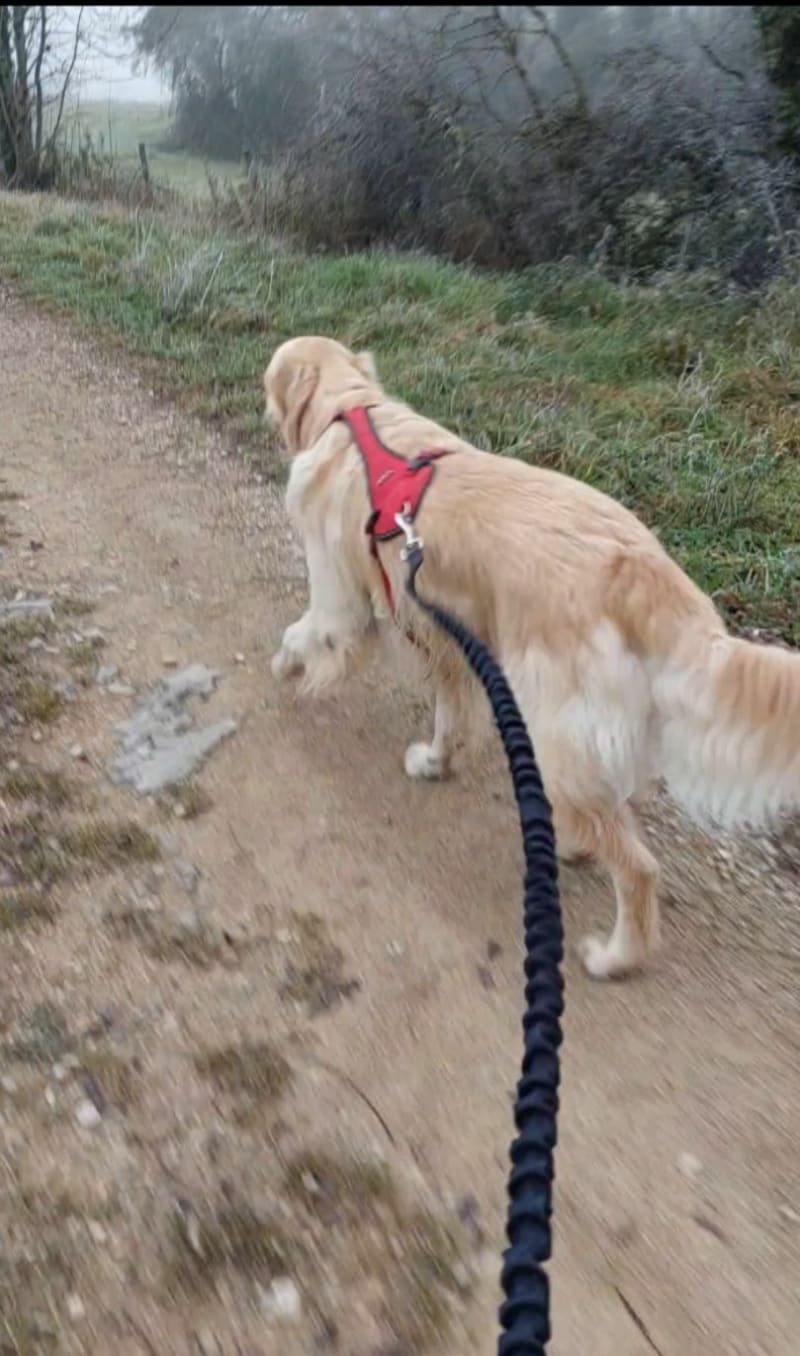 Colombiere avec chien. - Poncin
