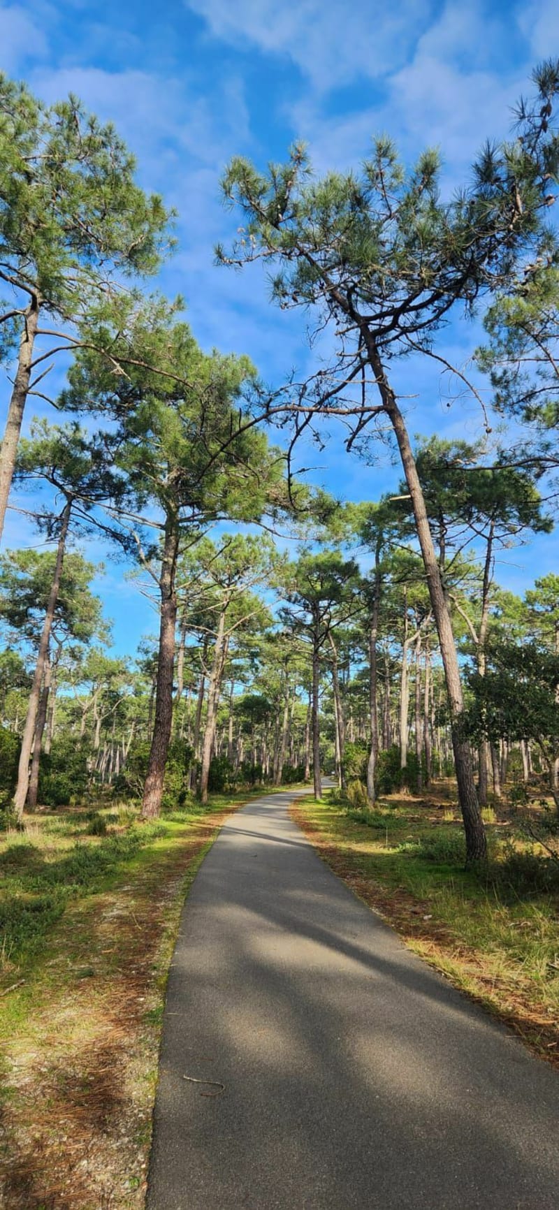 Entre forêt et mer Lacanau Océan - Lacanau