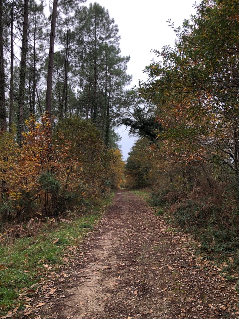 Promenade dans les Bois de Tosse - Saint-Vincent-de-Tyrosse