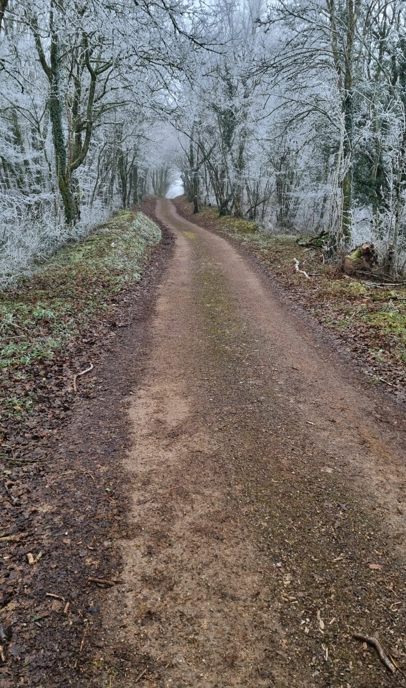 Balade dans le grand bois d'Avenne - Navenne