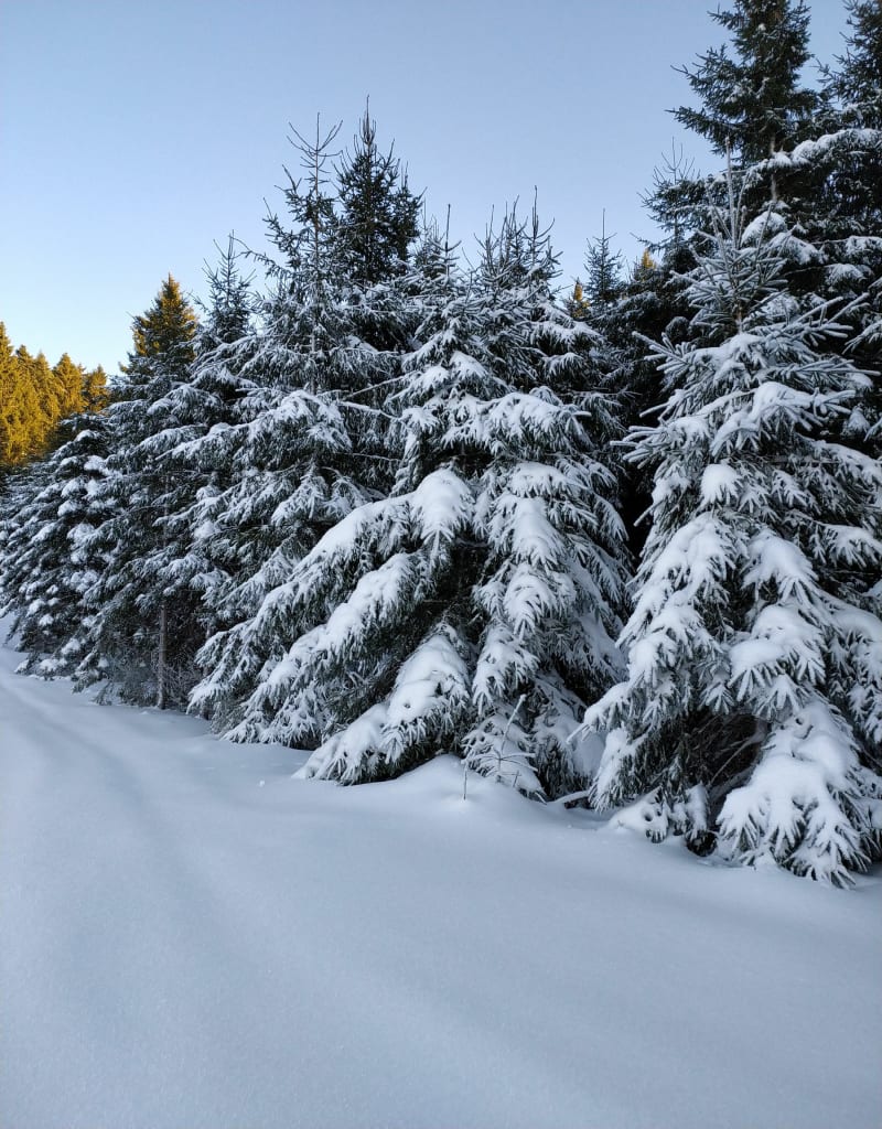 Balade du Sapin Golet - Haut Valromey