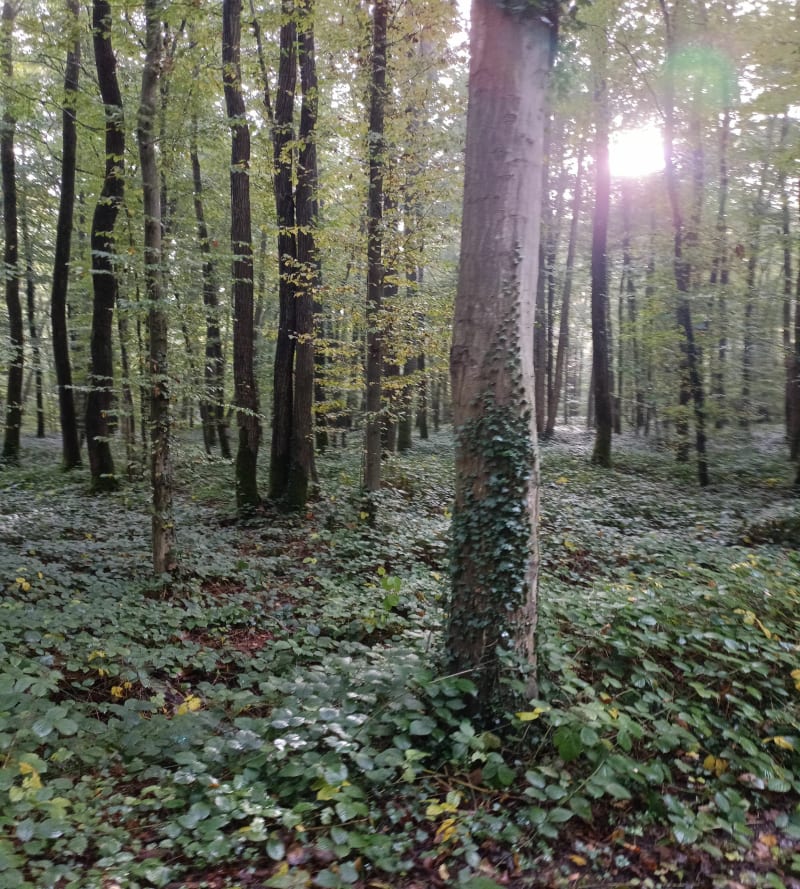 Randonnée à Crèvecoeur - Laboissière-en-Thelle