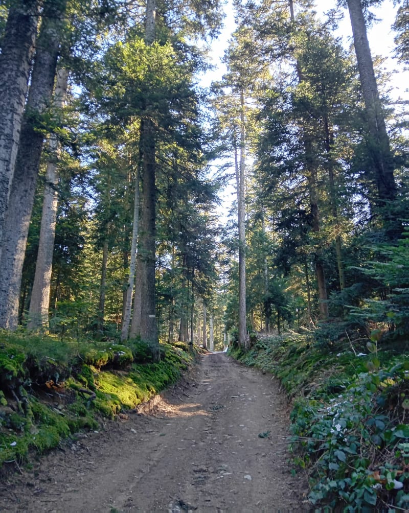 Balade en forêt par le Breton - Saint-Romain-les-Atheux