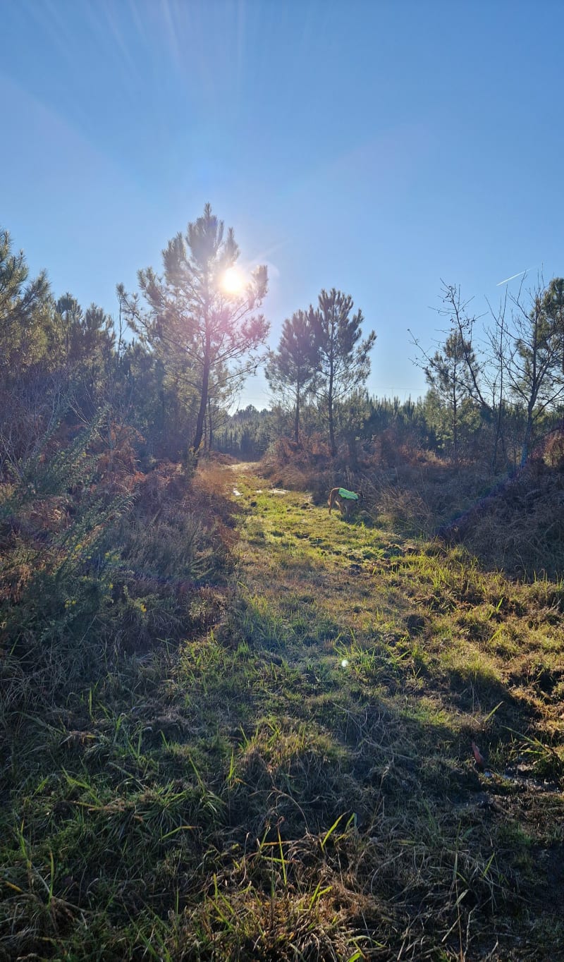 Balade en forêt à saint Pierre du Mont - Saint-Pierre-du-Mont