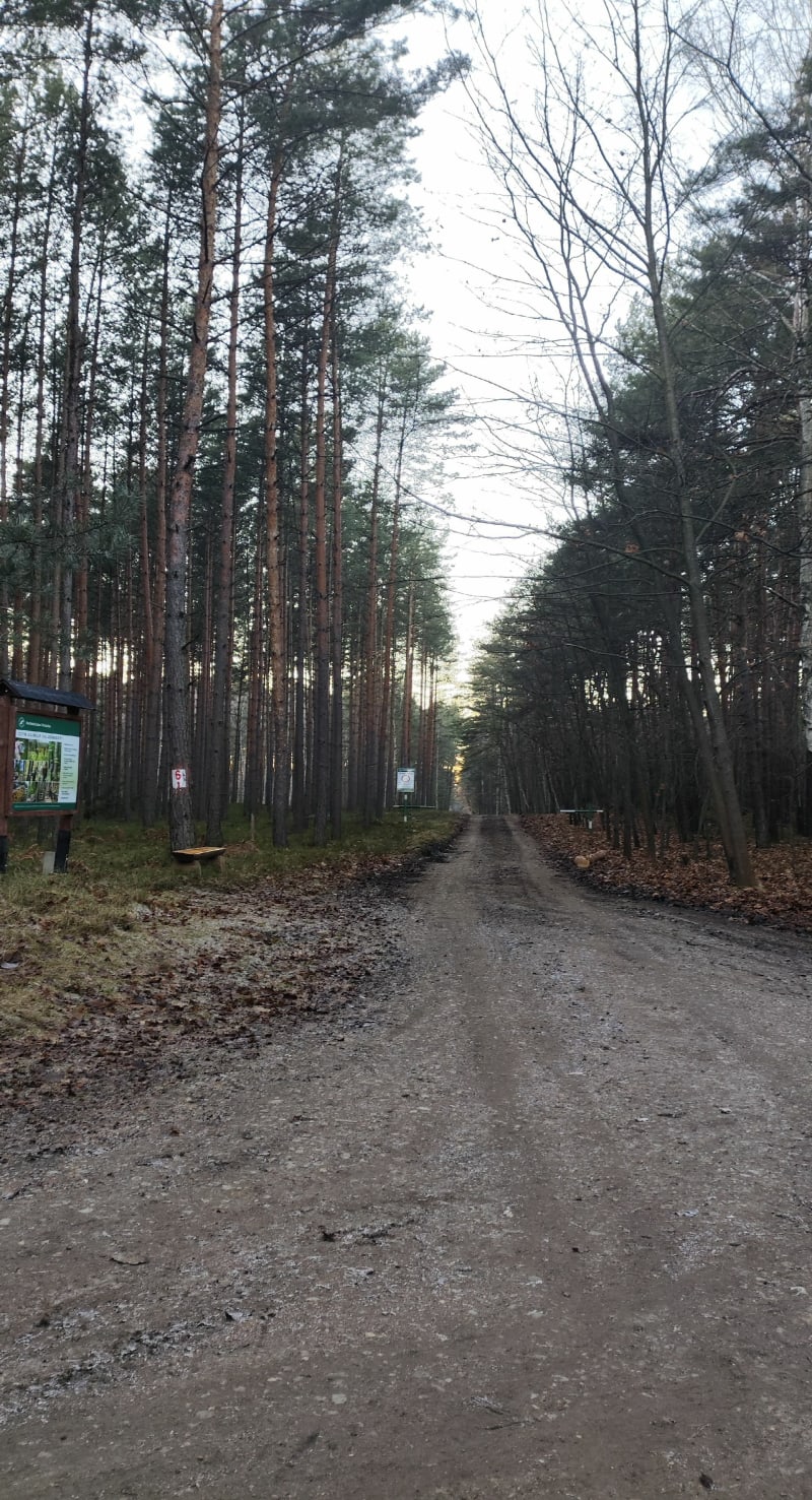 Szlakiem libiaskiego lasu - Libiąż