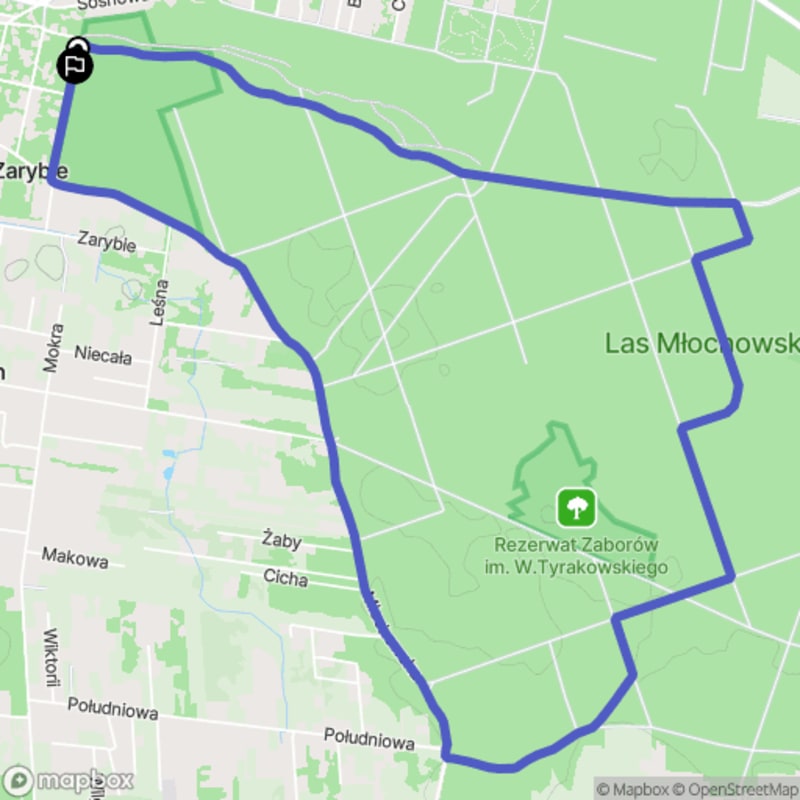 Wydłużona pętla Lasu Młochowskiego - 8,4 km szlaku twardego - Podkowa Leśna
