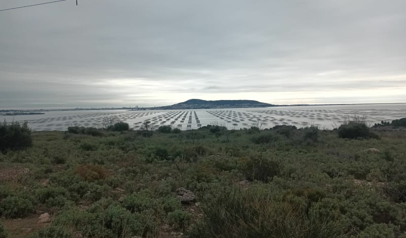 Balade à Loupian - Loupian