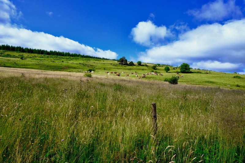Boucle dans la campagne de Saint-Romain - Saint-Romain-Lachalm