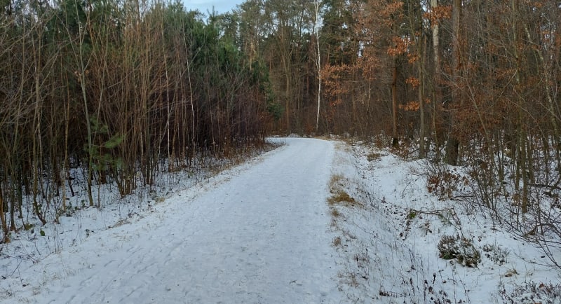 Lasy Kozłowieckie. Wolność jest w naturze - Wandzin