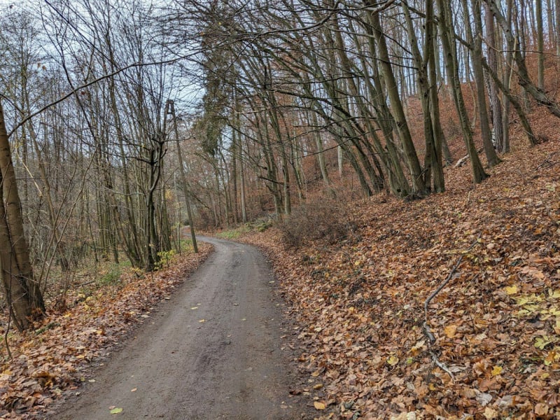 Krótki hike w lasach Oliwskich - Gdańsk