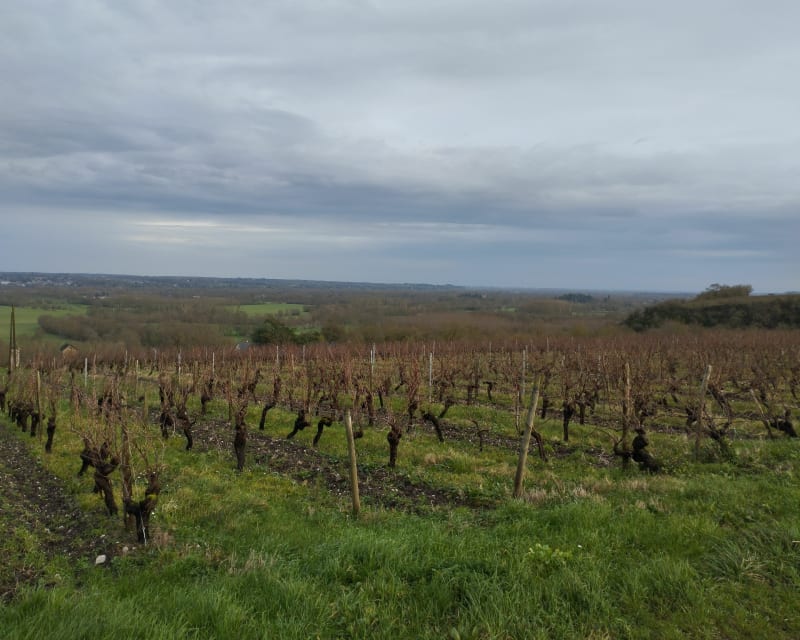 Balade dans les vignes de Rochefort-sur-Loire - Rochefort-sur-Loire