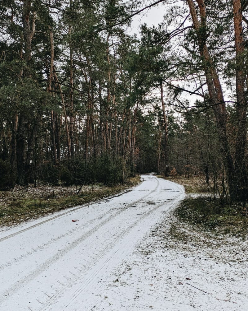 Leśny spacer - Niebrzegów - Rezerwat Piskory - Niebrzegów