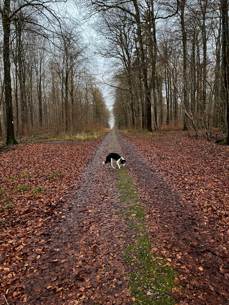 Forêt de Clairlieu - Villers-lès-Nancy
