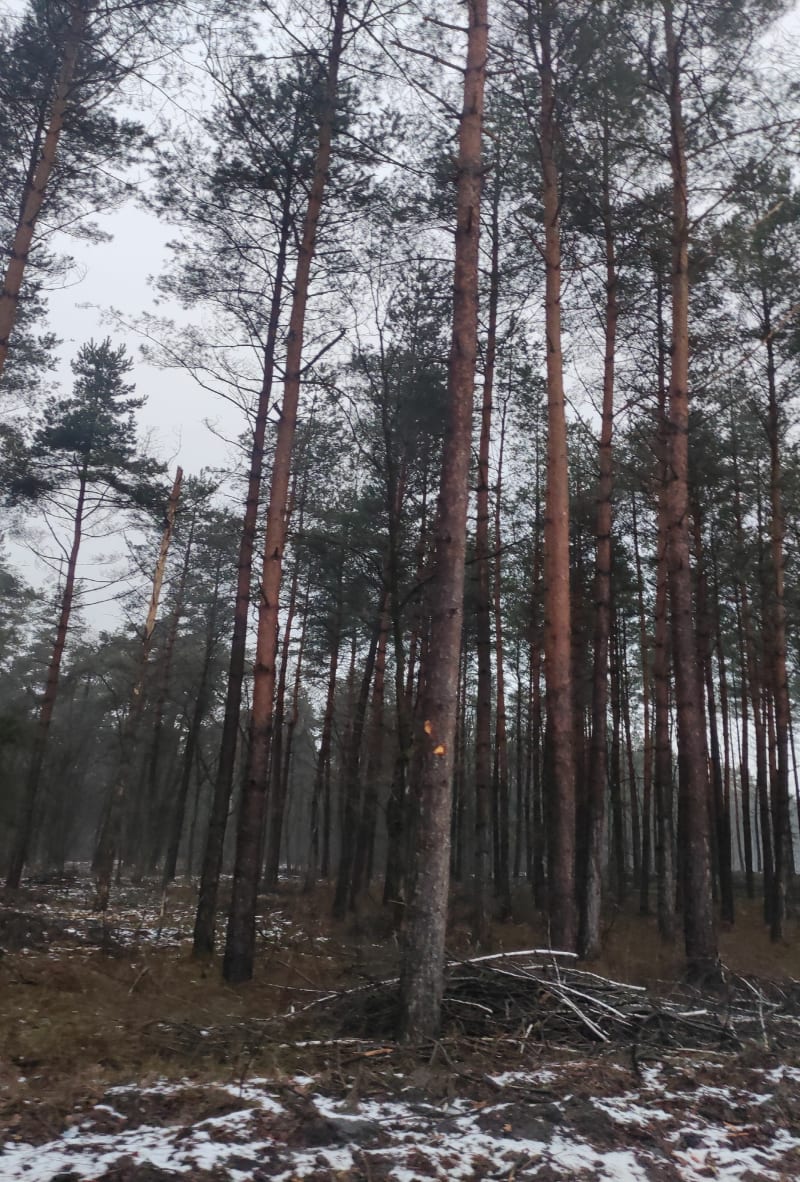 Kopalniówka las - 2 - Libiąż