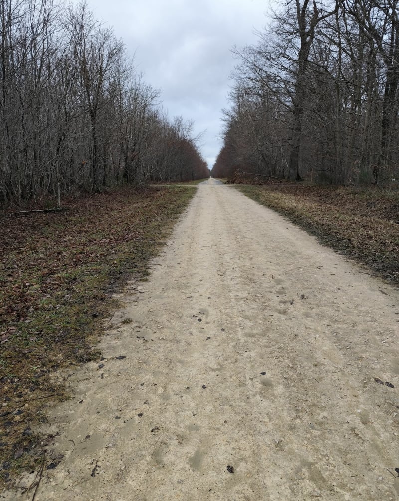 Forêt d'Ermenonville - Fontaine-Chaalis