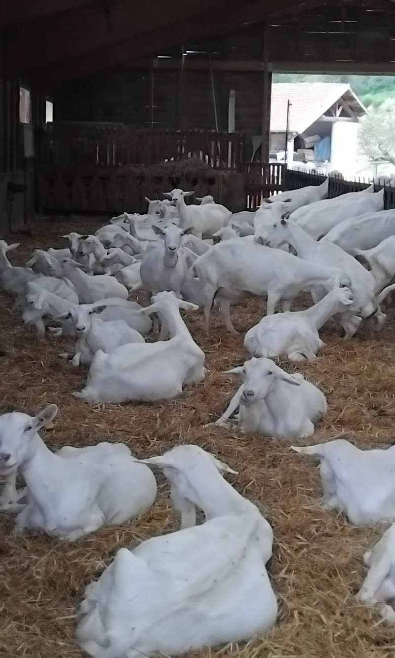 Boucle à partir de l'EARL la Chèvre blanche à Satillieu - Satillieu
