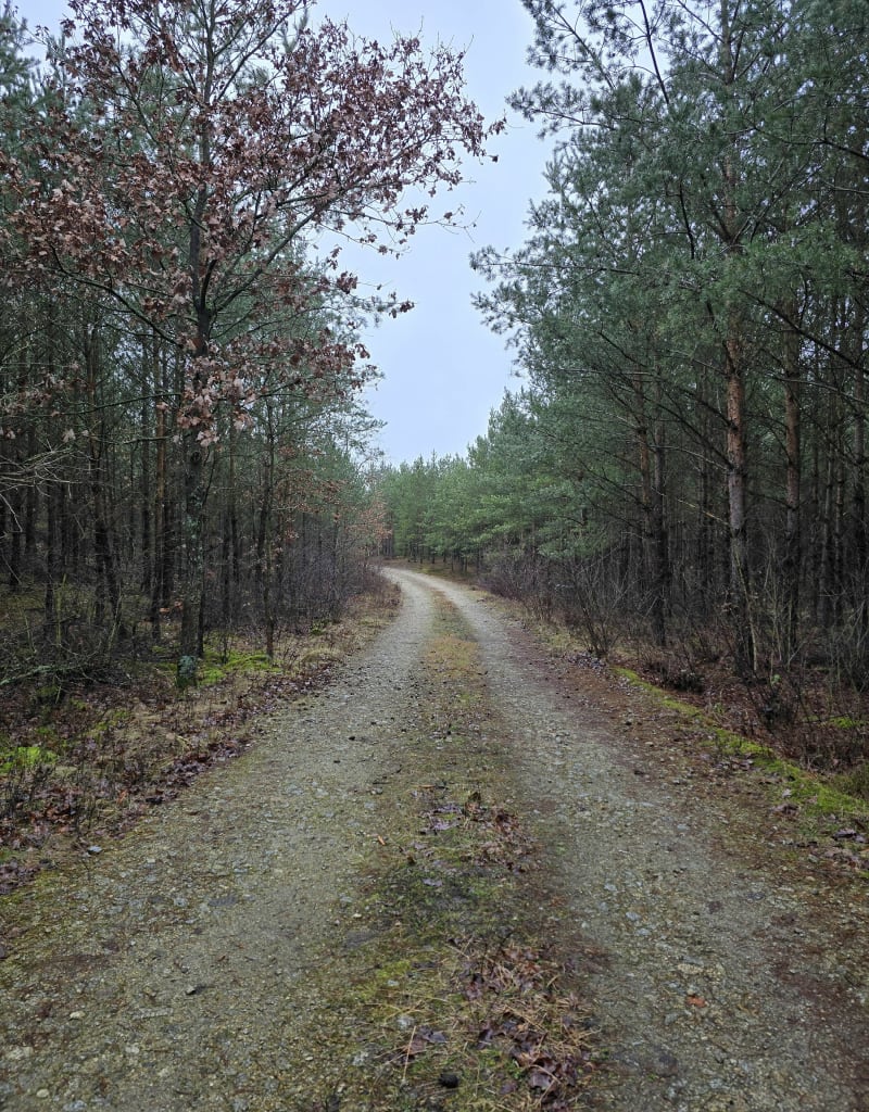 Nadwarcianskie Lasy - Sasinowo