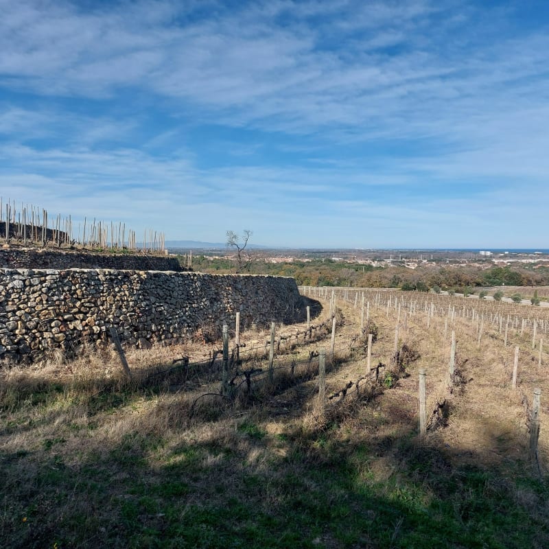 La suberaie et le maquis de Valmy - Argelès-sur-Mer