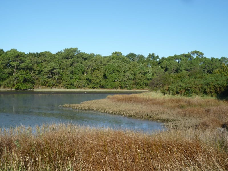 Lanester - Les marais de la Goden - Lanester