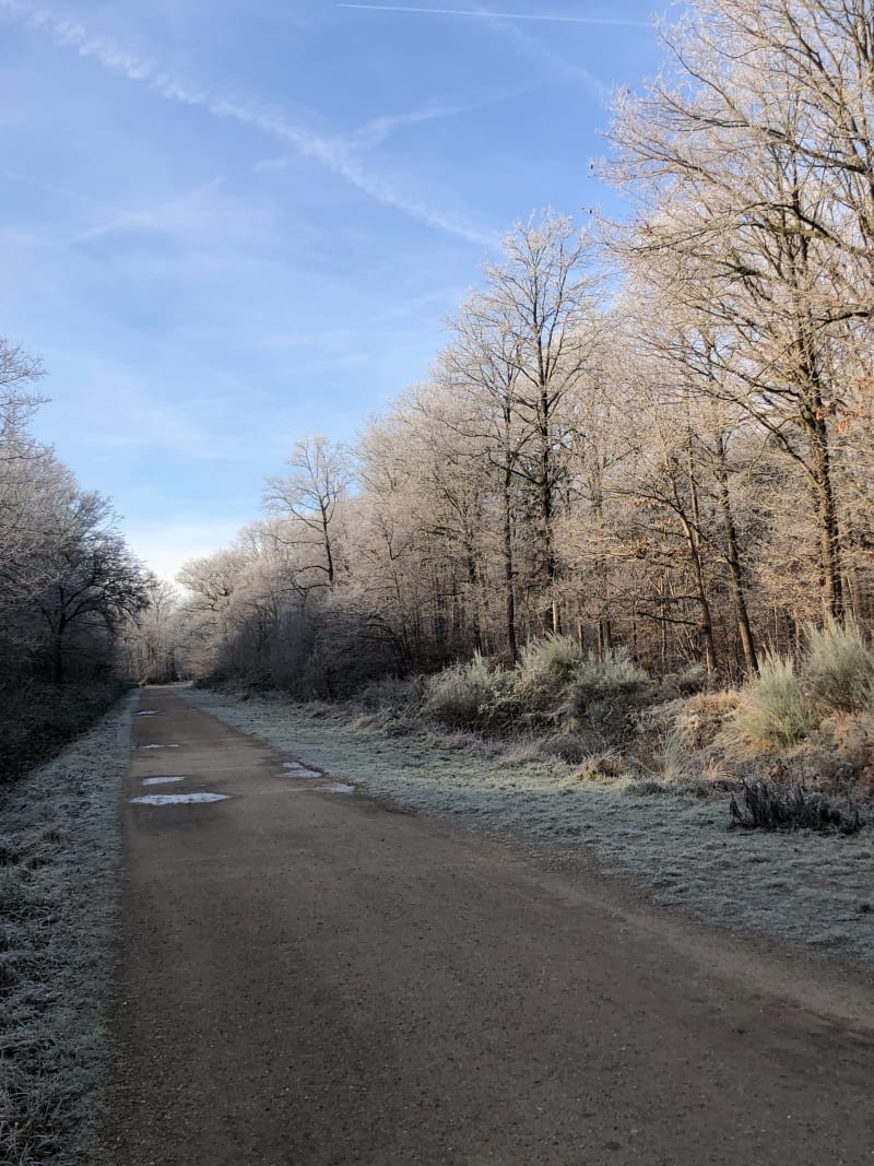 Marche à Montgeron en forêt de Sénart - Montgeron
