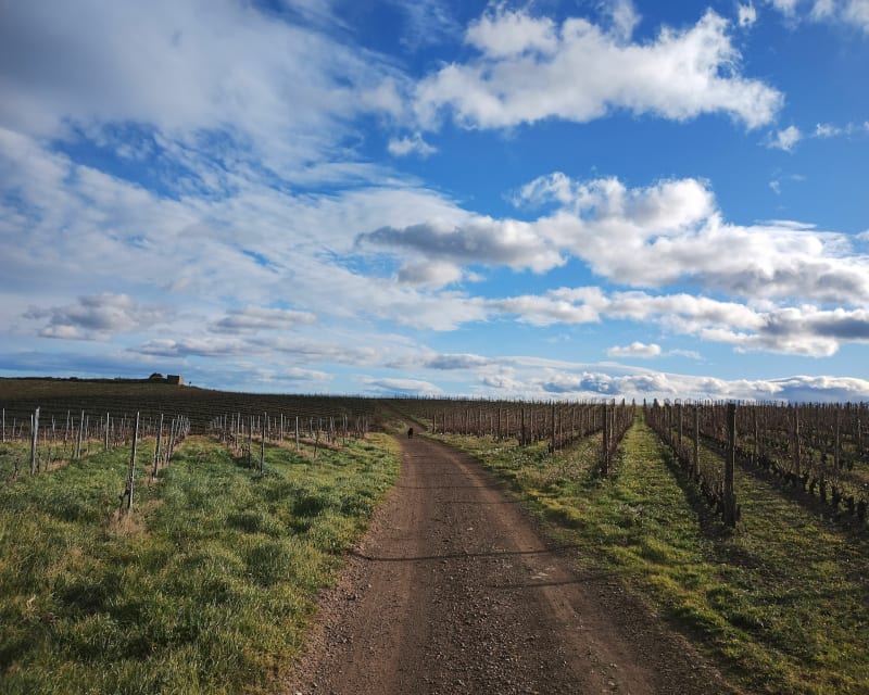 Les vignes de Laurens avec vue dégagée - Laurens