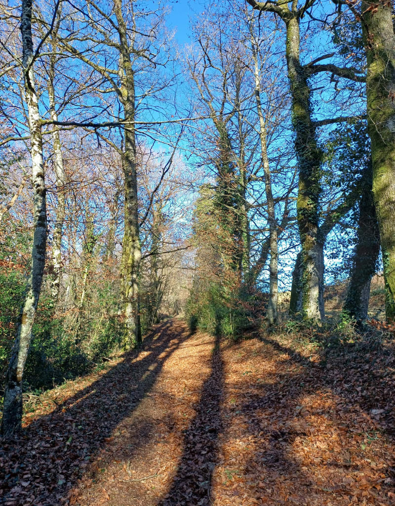 Cieux, sentier des hêtres - Cieux