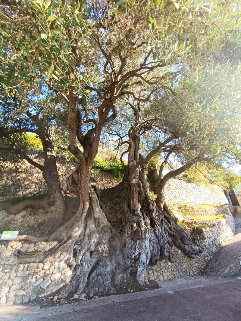 Tour du Cap Martin - Roquebrune-Cap-Martin