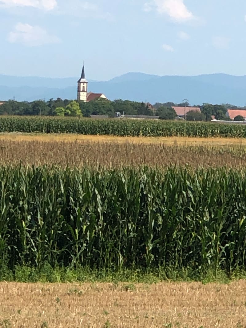 Balade en vélo aux alentours de Geispolsheim - Geispolsheim