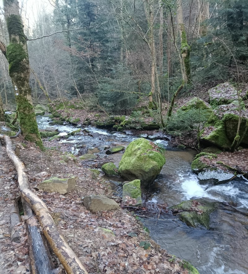 Forêt de Boisséjour + Rocher Gargantua au rythme des enfants - Ceyrat
