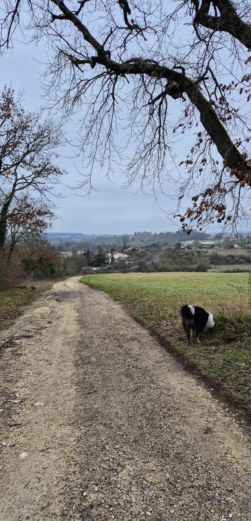 Balade nature dans les bois à Touvre - Touvre
