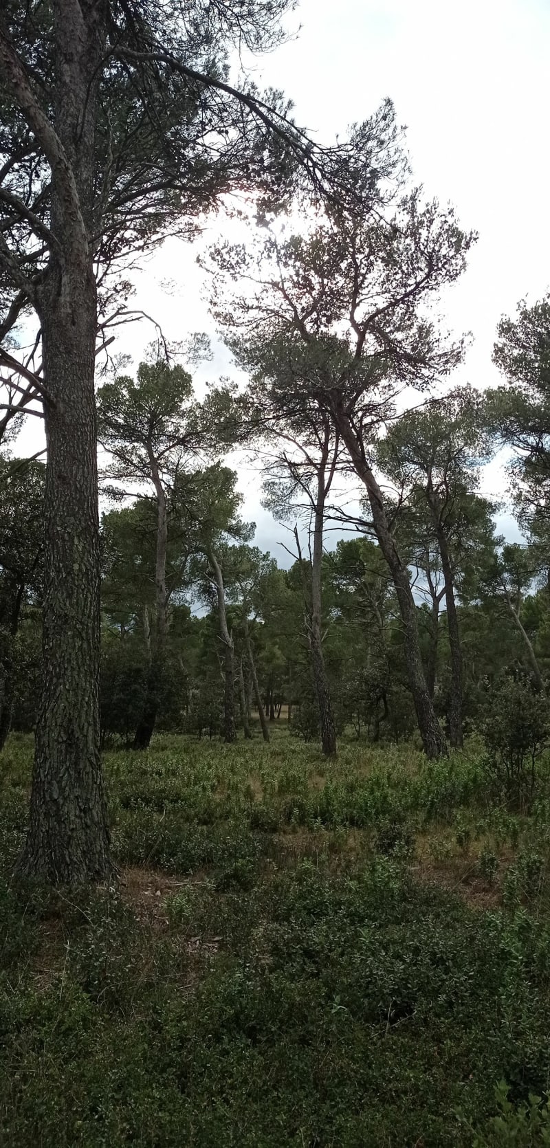 Balade verdure les Taillades - Taillades