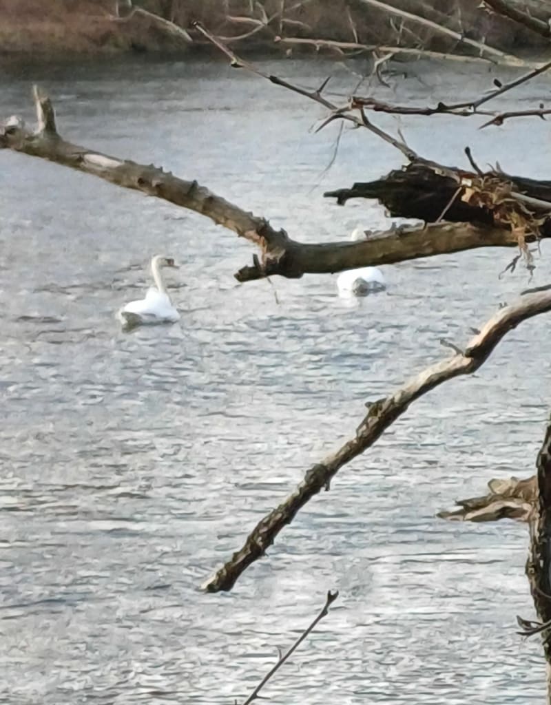 Marche en bord de Loire à Veauche - Veauche