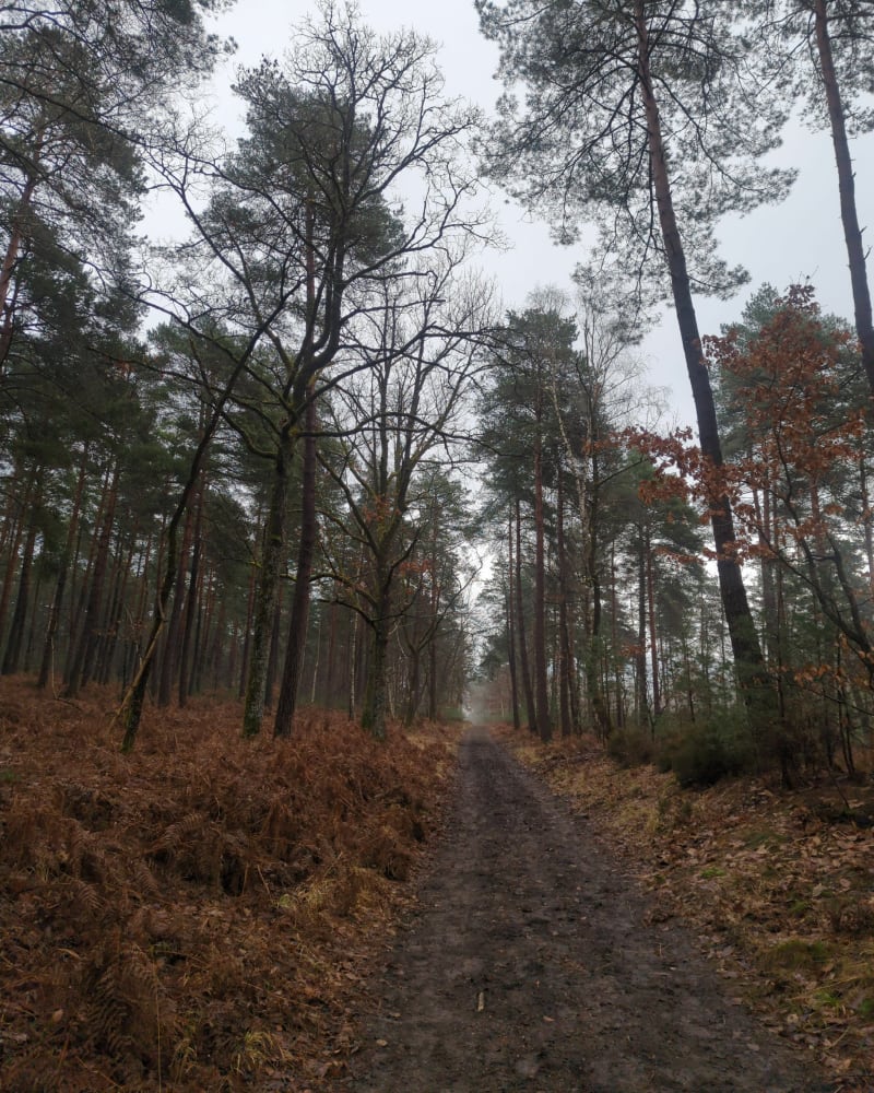 Découverte à partir de la croix du grand maitre - Fontainebleau