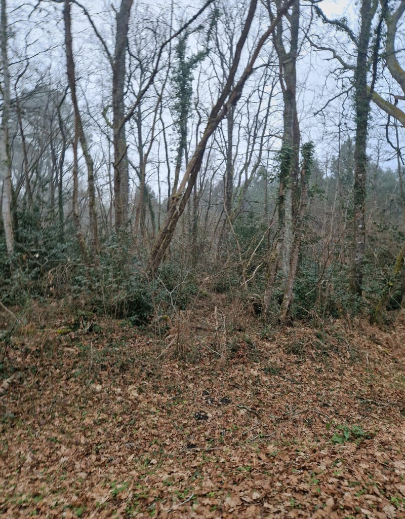 Entre foret et piste à Roaillan - Roaillan