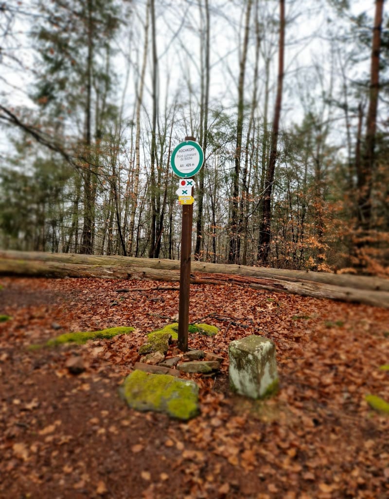 Dans la forêt d'Hasselfurth - Bitche